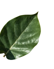 leaf