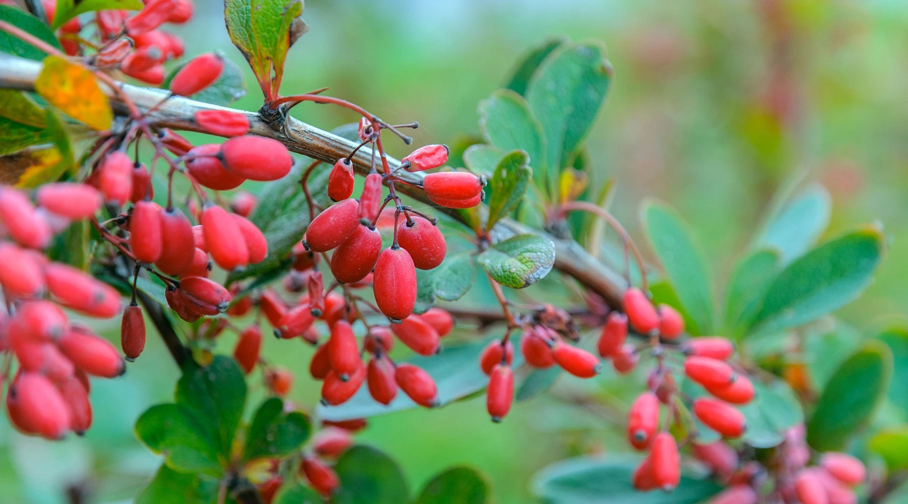Berberin som naturligt växtämne för mage och tarm