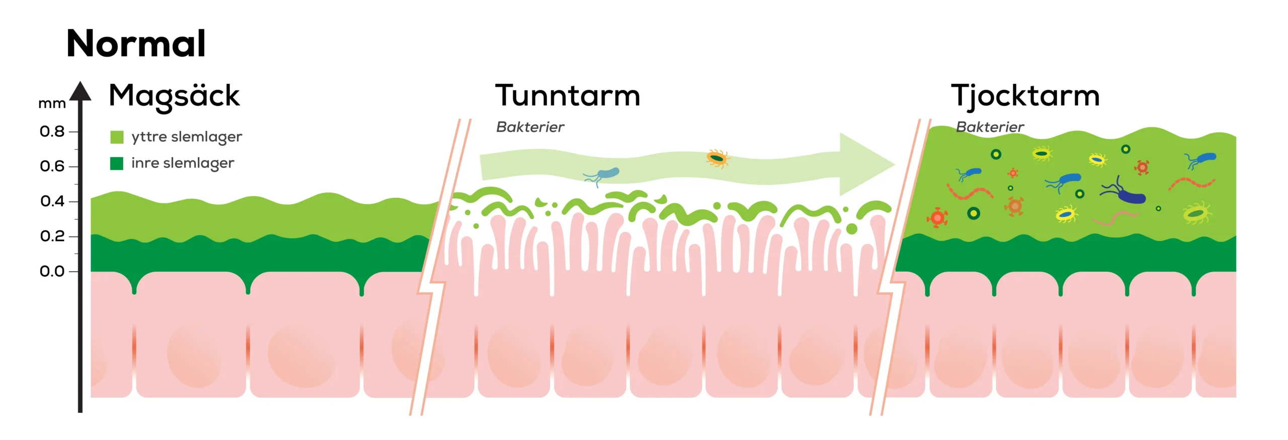 Illustration av slemlager och bakteriefördelning i magsäck, tunntarm och tjocktarm, där tjocktarmen har flest bakterier och tjockast slemlager.
