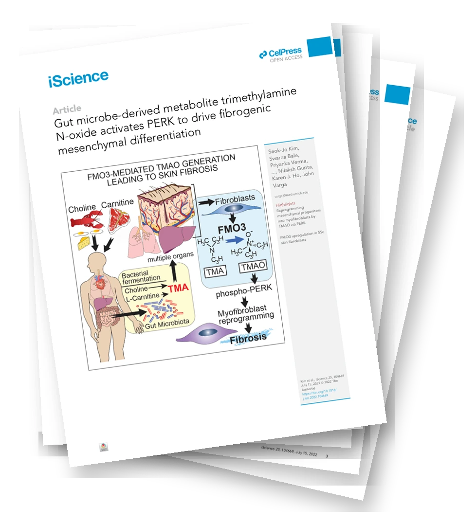 Metaboliten trimetylamin-N-oxid, som härrör från tarmmikroorganismer, aktiverar PERK och driver på fibrogen mesenkymdifferentiation